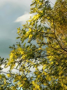 April-blooming Deane's wattle