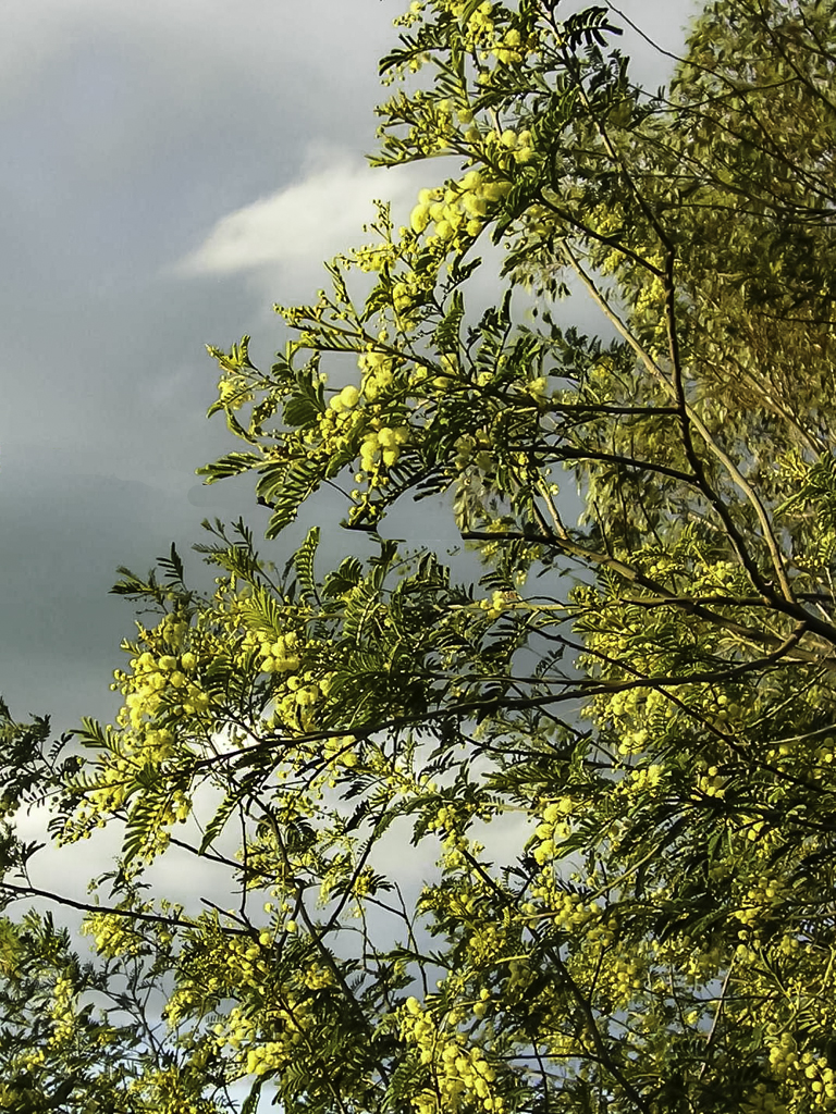 April-blooming Deane's wattle