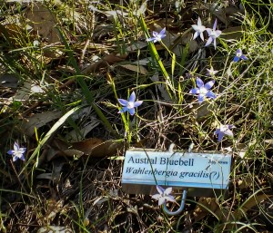 Austral bluebells in autumn