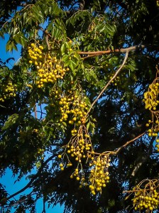 Yellow berries  on a White Cedar in May.
