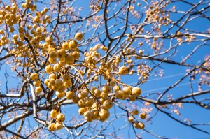 Berries on a melia tree