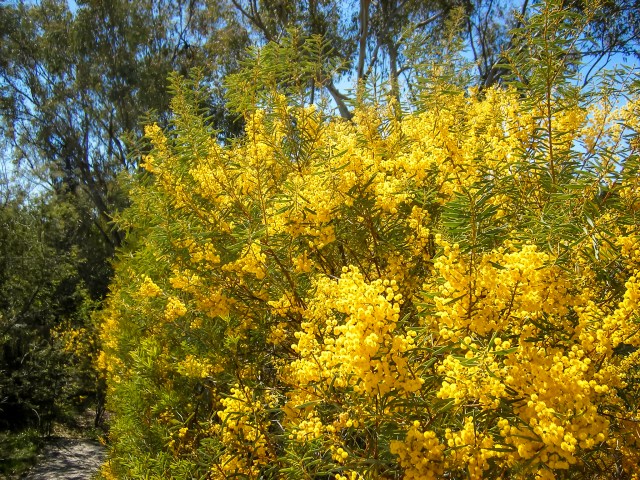 Acacia decora hedge