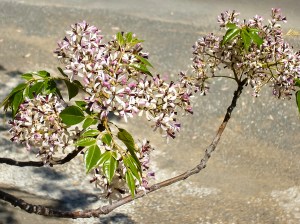 Blooms of Melia azedarach