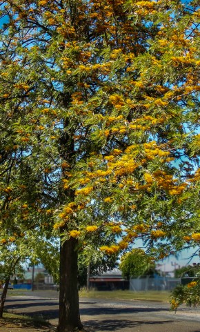Silky oak trees in full bloom