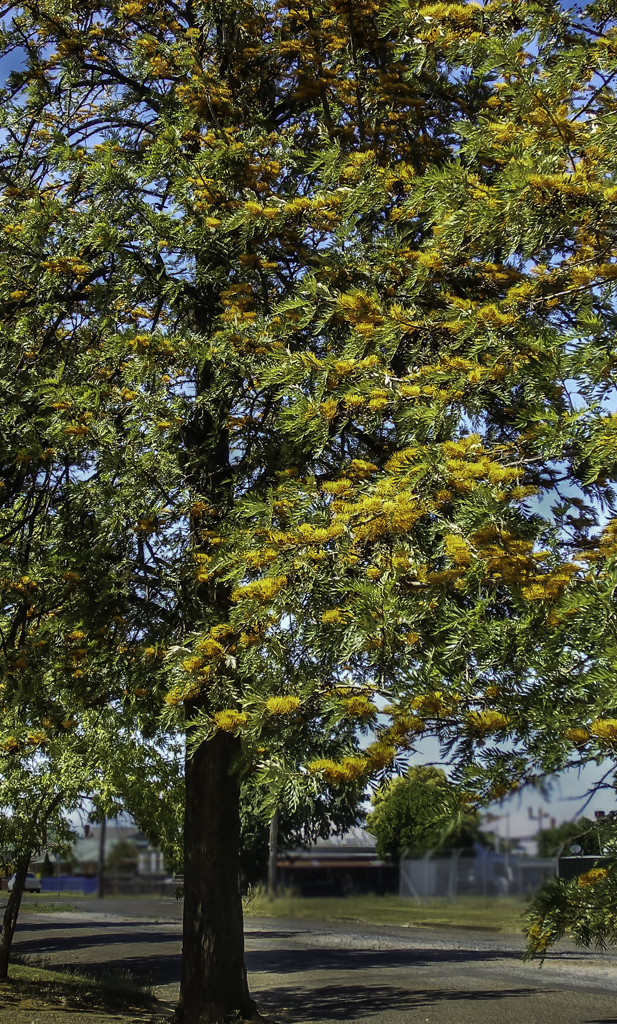 Silky oak trees in full bloom