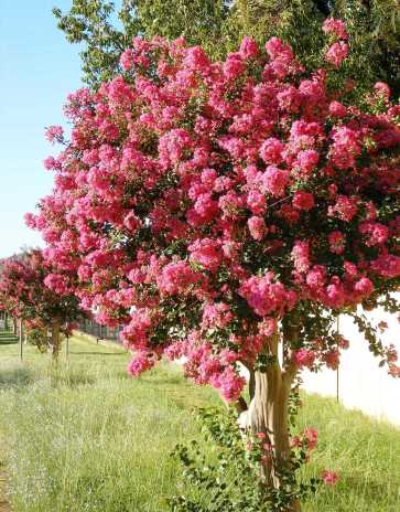 Crepe myrtle shrubs