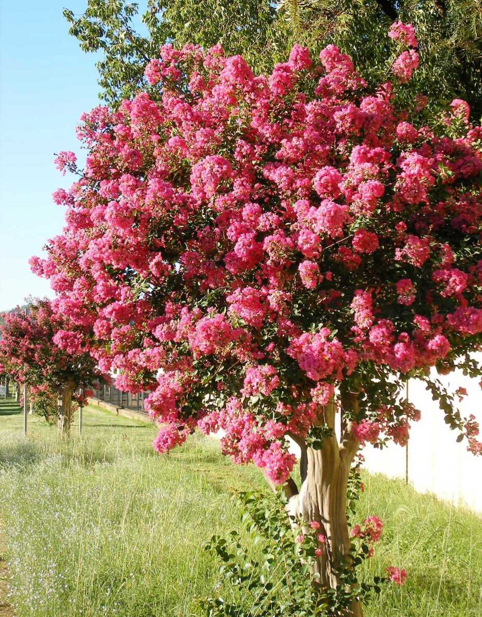 Crepe myrtle shrubs