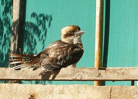 Photo of a baby Kookaburra