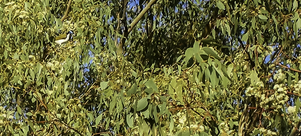 Photo of bird in a gum tree