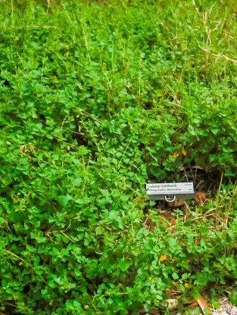 Photo of labelled Saloop saltbush
