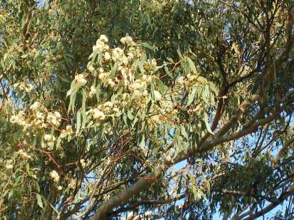 Photo of eucalyptus tree