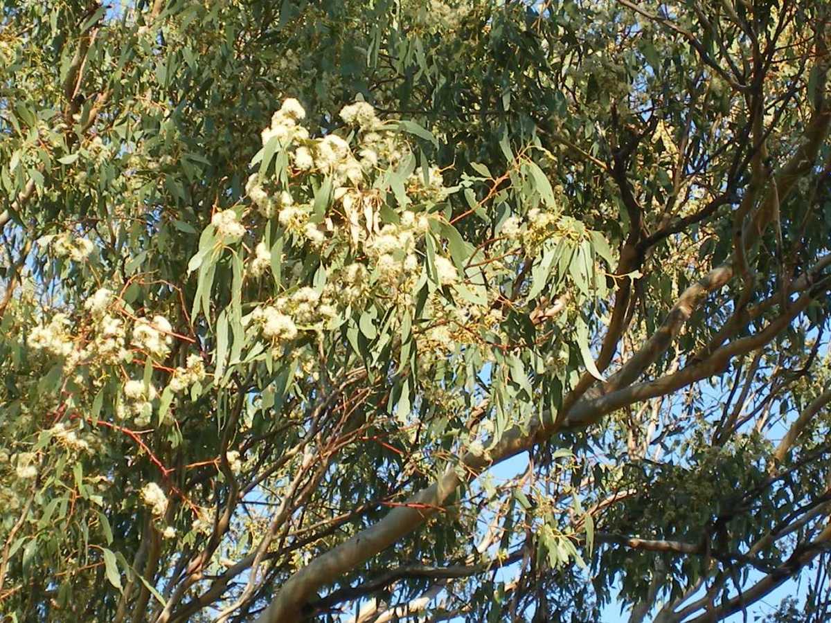 Photo of eucalyptus tree