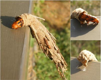 Photo of a case moth