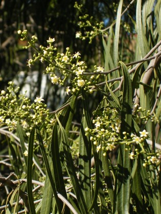 Photo of the tiny blossoms of the Wilga, an Australian shrub