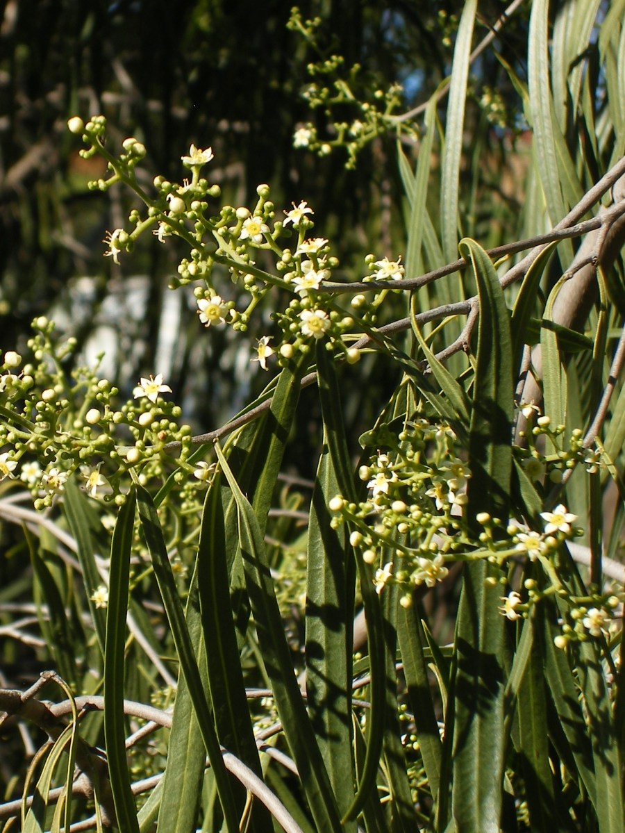 Photo of the tiny blossoms of the Wilga, an Australian shrub