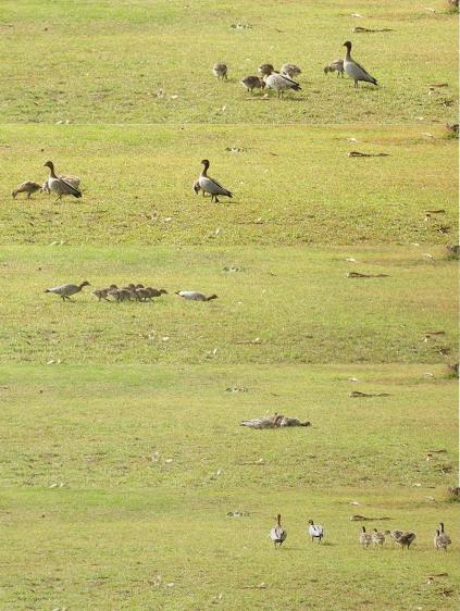 Photo sequence of Wood Ducks and ducklings