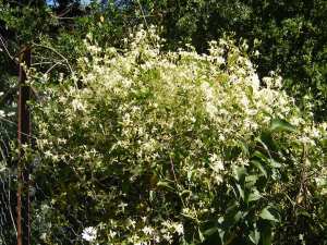 Photo of native clematis