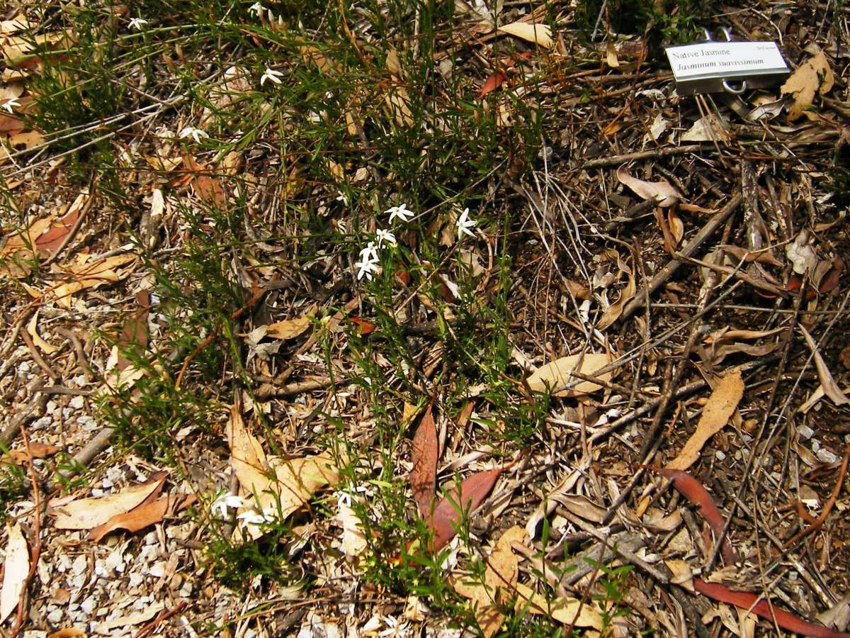 Photo of native jasmine