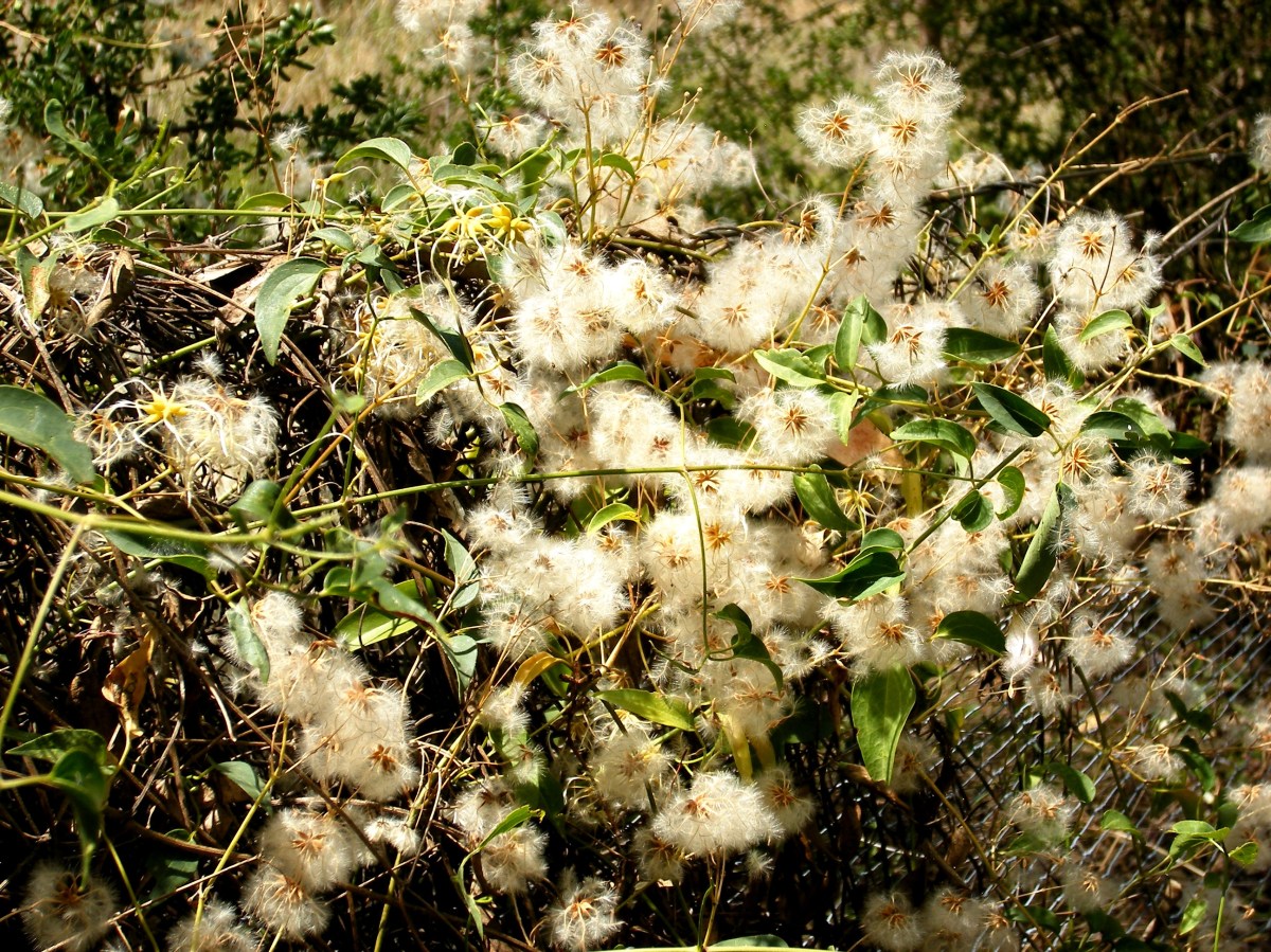 Photo of seeding clematis