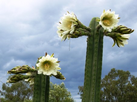 Photo of San Pedro cactus blooming
