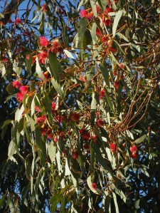 Photo of red flowers