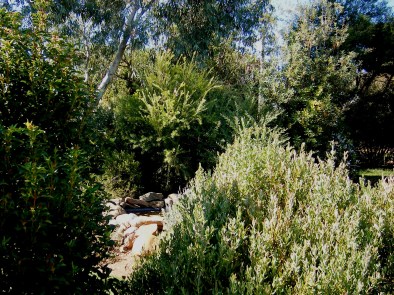 Photo of a garden in Manilla NSW
