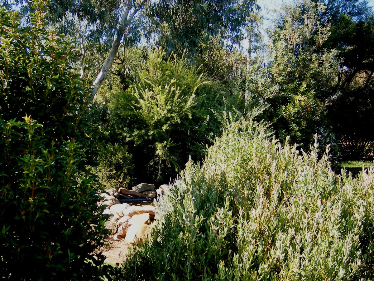 Photo of a garden in Manilla NSW