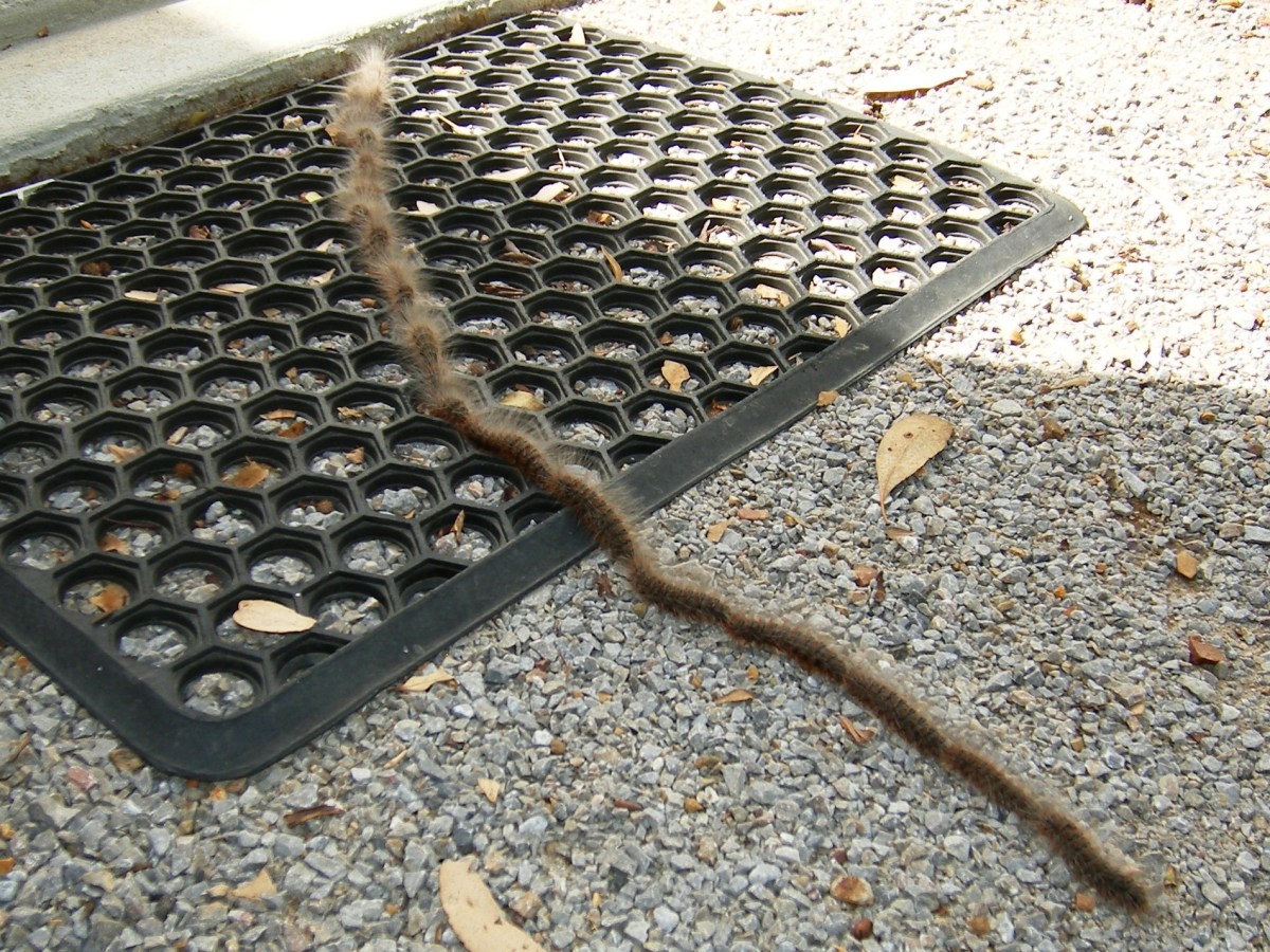 Photo of caterpillars in procession.