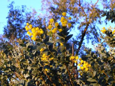 Photo of knife-leaf wattle blooms
