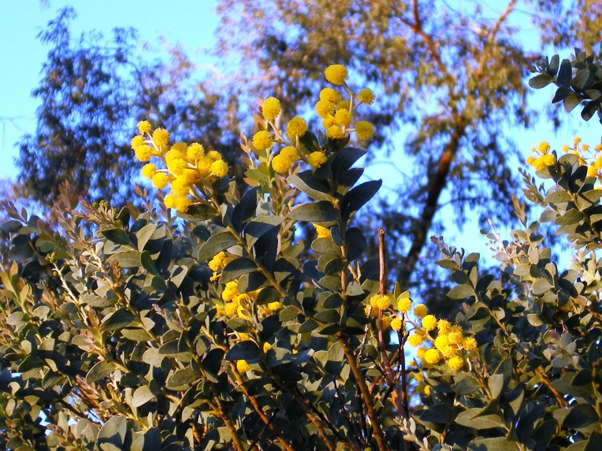 Photo of knife-leaf wattle blooms