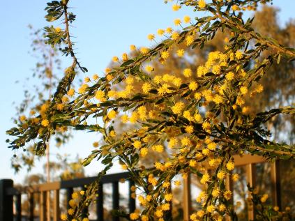 Blooms of Acacia paradoxa