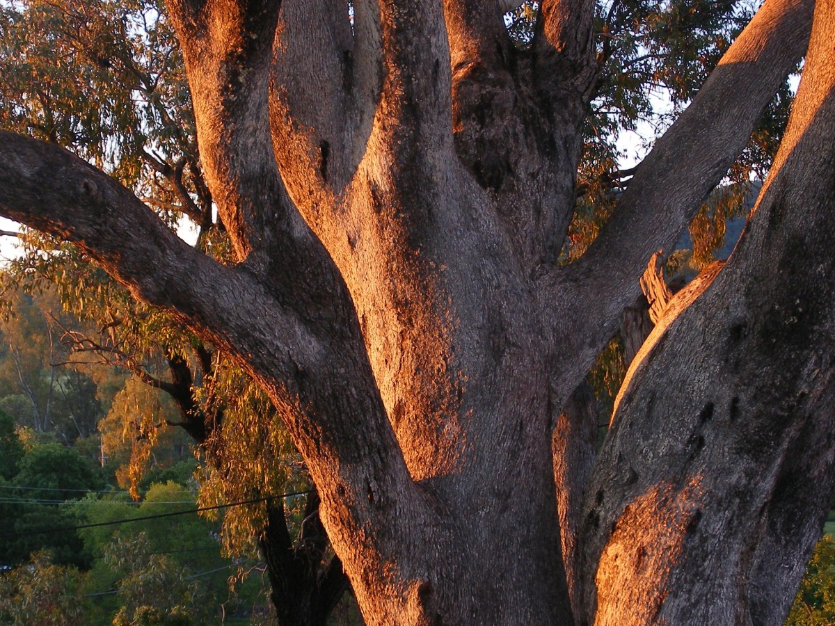 Photo of the bark of a Eucalyptus tree