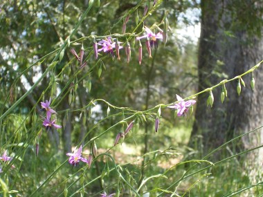 Photo of a wildflower