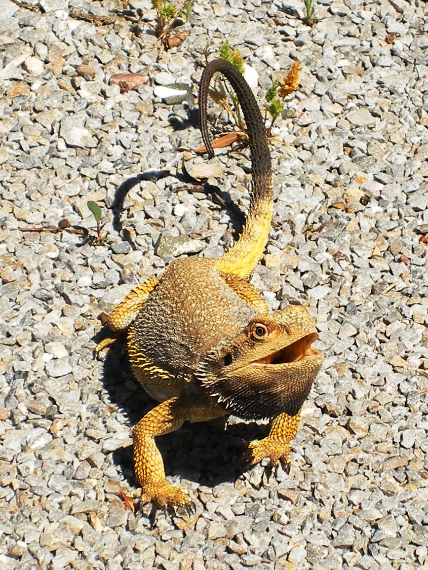 Photo of a yellow dragon lizard