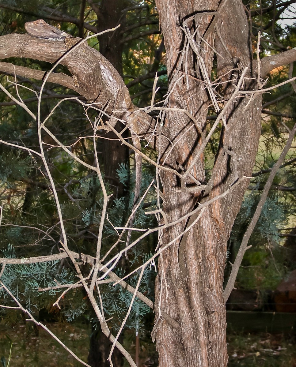 A bearded dragon camouflaged on a bush
