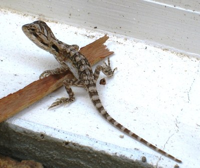 Young bearded dragon