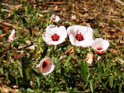 Pavonia blooms on a roadside