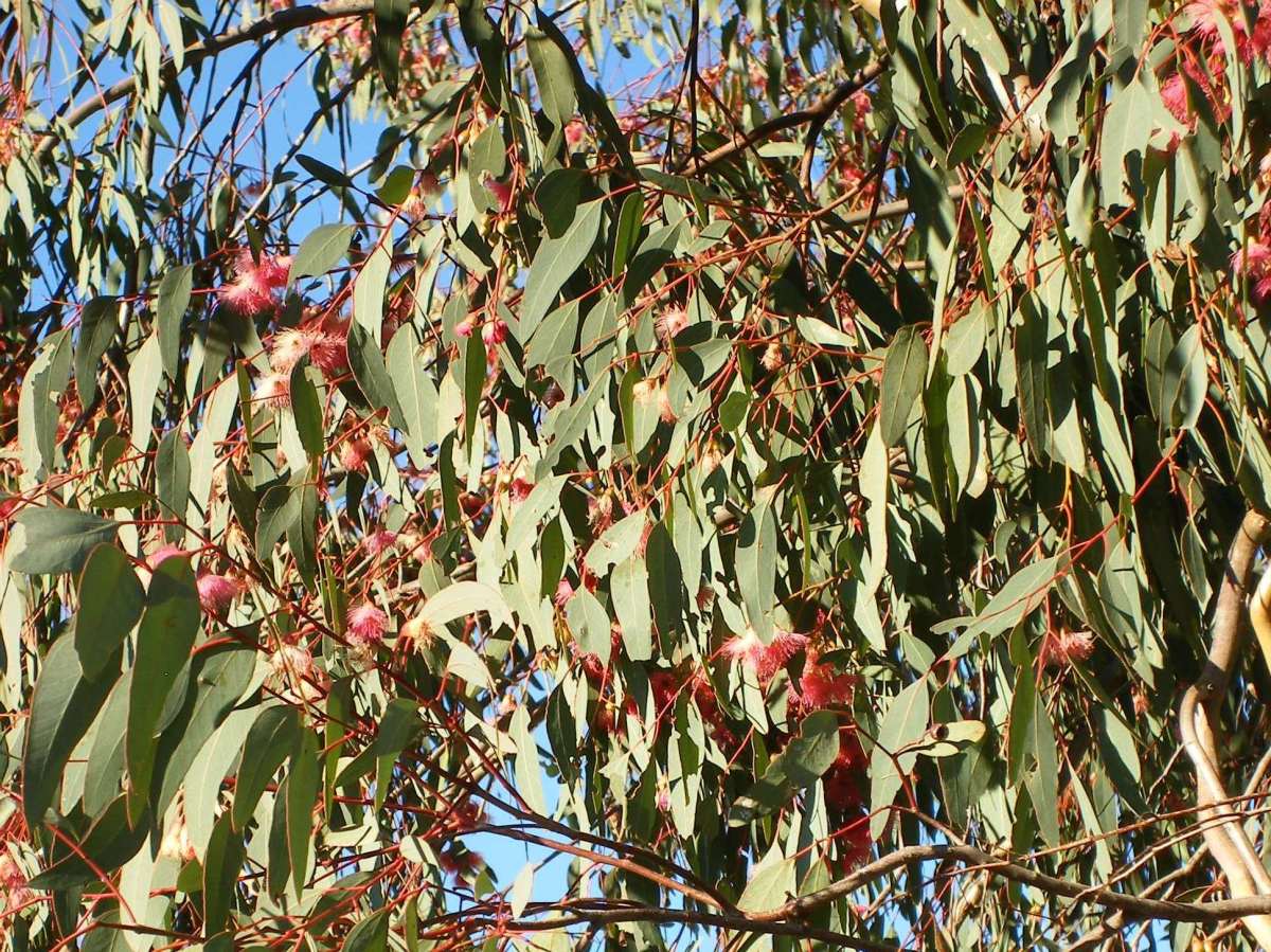 Photo of blossoms on a gum tree