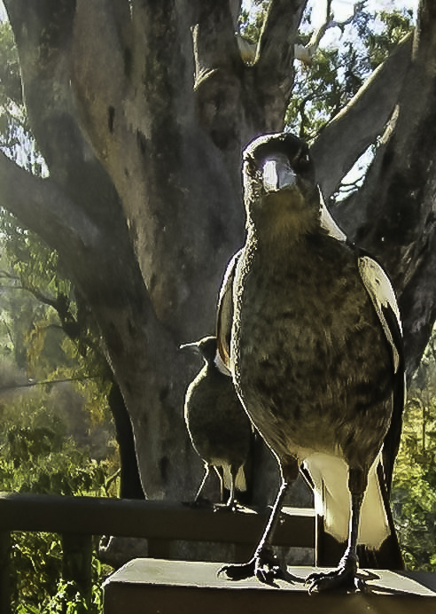 Close-up Australian magpie
