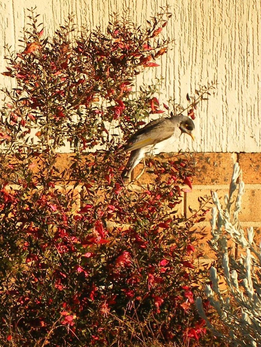 Photo of a honey-eater feeding
