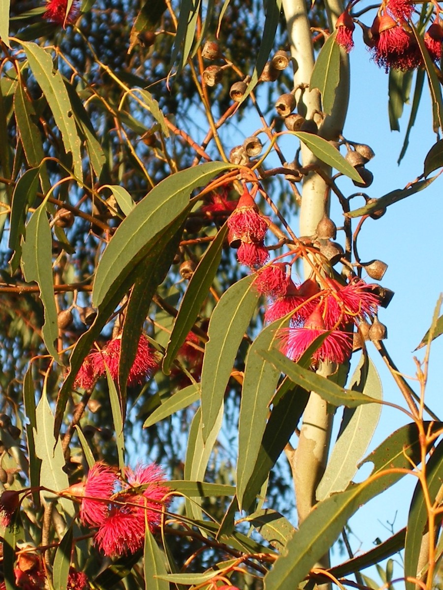 Photo of red Eucalyptus flowers