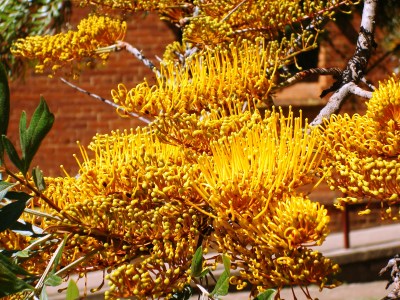 Grevillea robusta flowers
