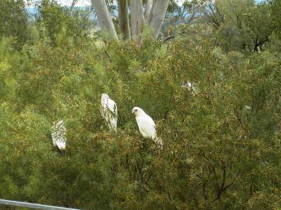 Cockatoos feeding in a wattle