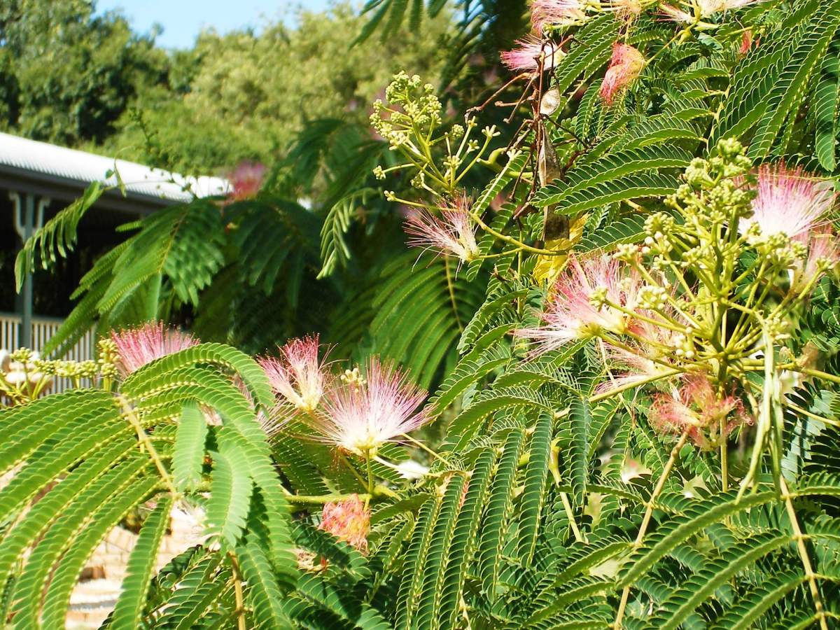 Photo of a Persian silk tree at Manilla NSW