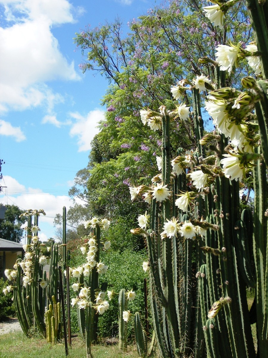 Blooms of San Pedro Cactus at Manilla NSW