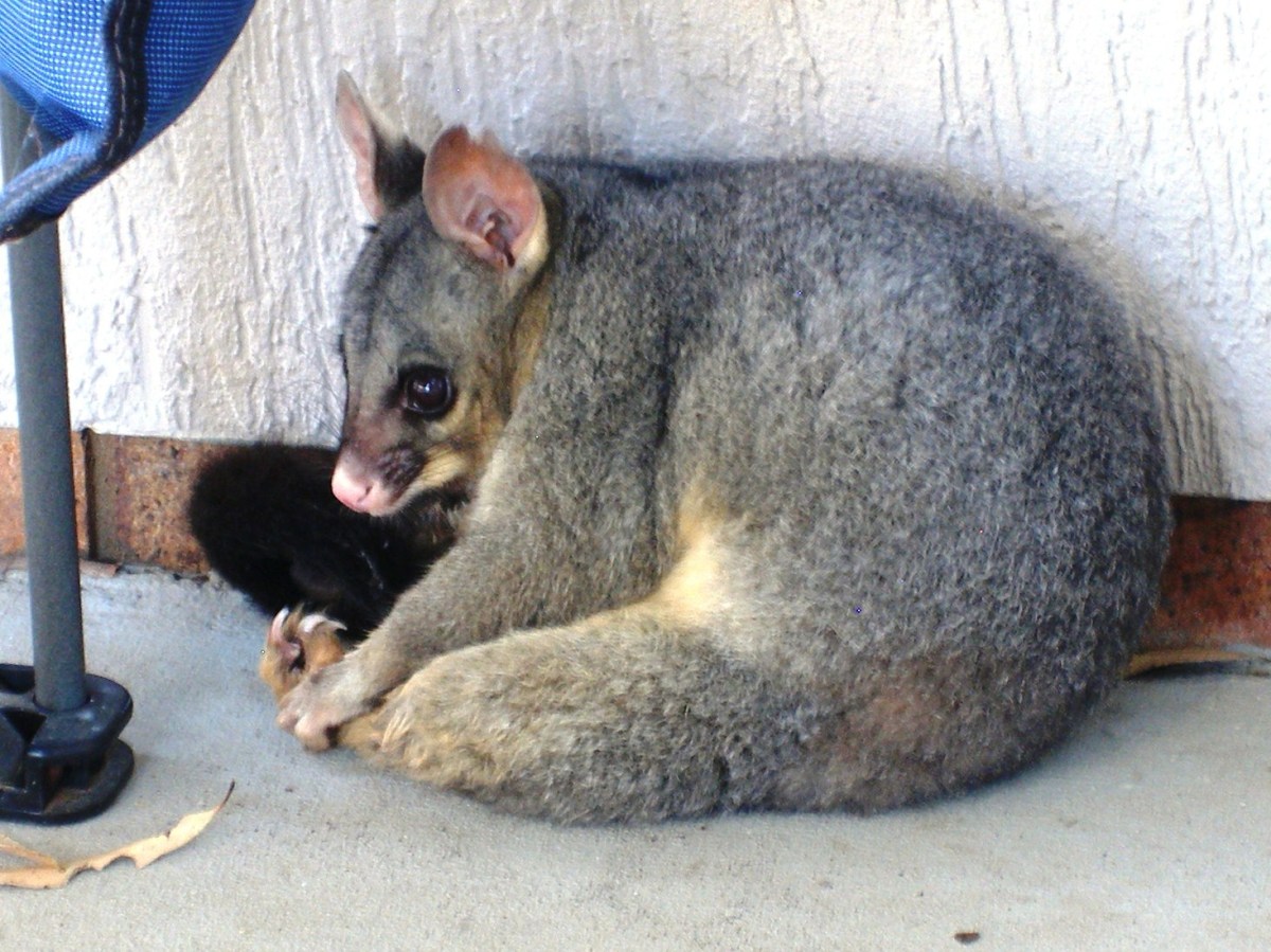 Brushtail possum resting