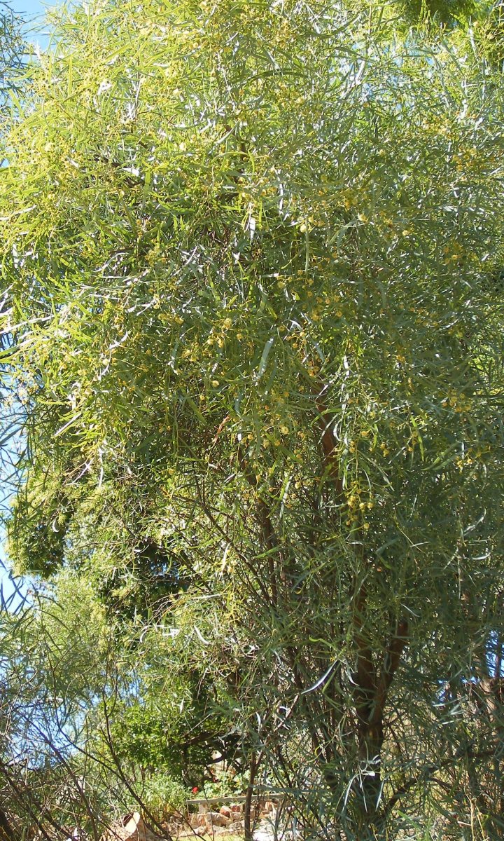Acacia salicina
