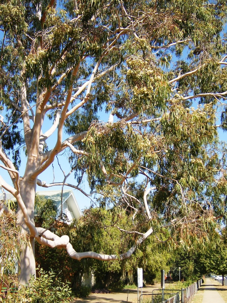 Gum tree