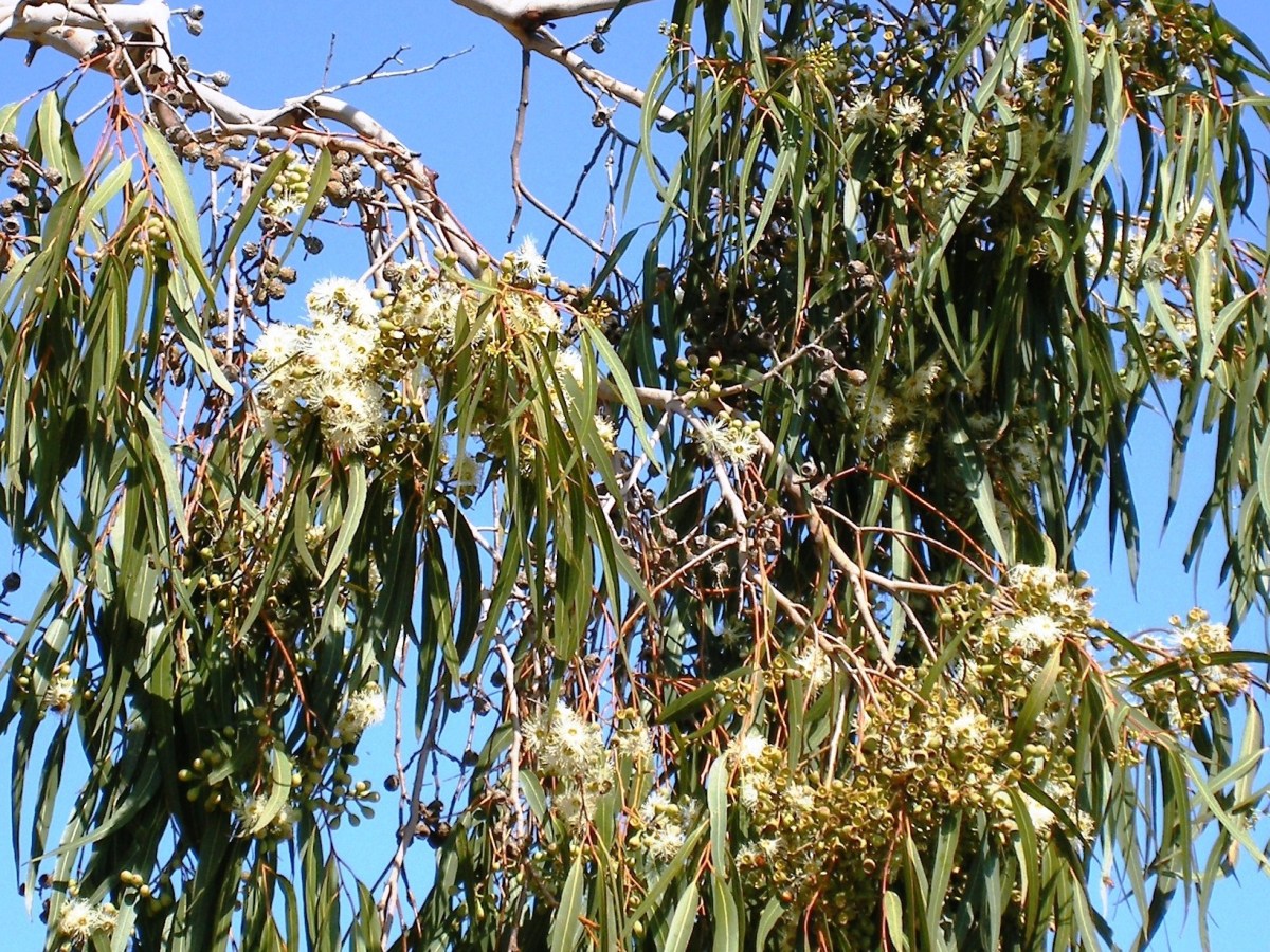 Gum nuts and blossoms