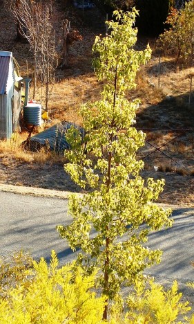 A young kurrajong tree